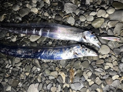 タチウオの釣果