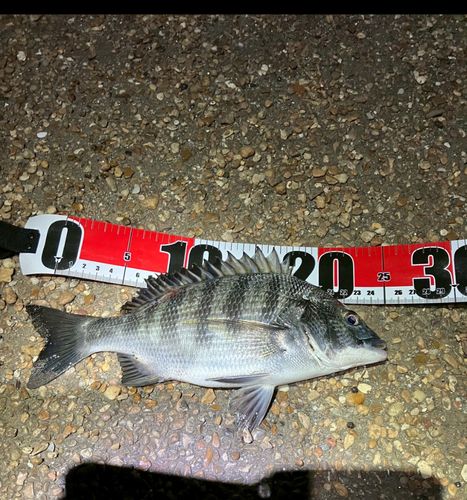 クロダイの釣果