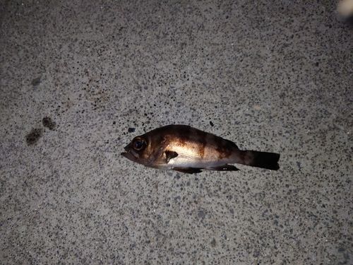 大船渡湾