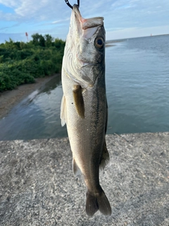 シーバスの釣果