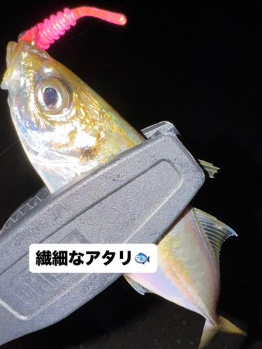 釜石湾