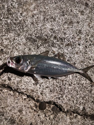 メアジの釣果