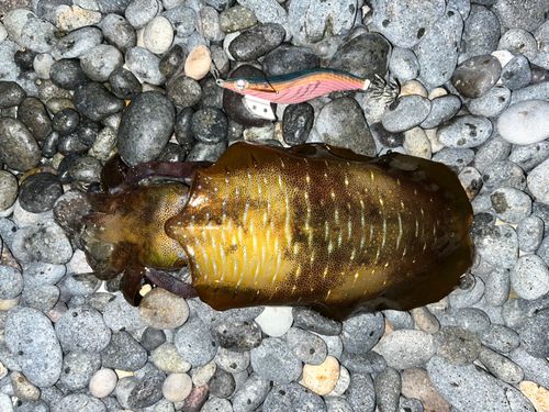 アオリイカの釣果
