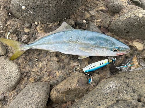 ツバスの釣果