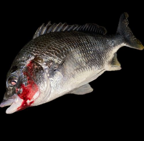 キビレの釣果