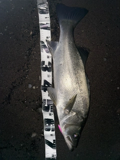 ヒラスズキの釣果