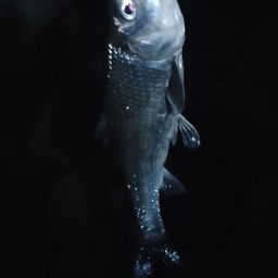 ニゴイ