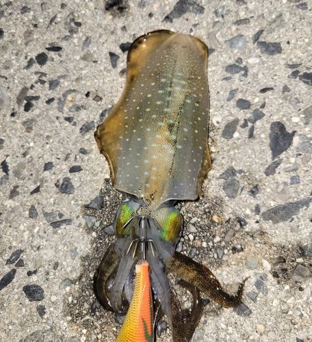 アオリイカの釣果