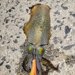 アオリイカ