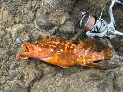 アコウの釣果