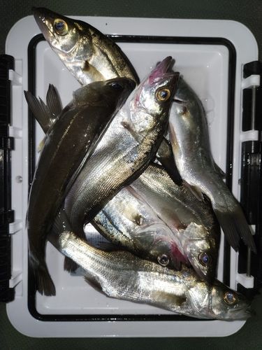 ハネ（タイリクスズキ）の釣果