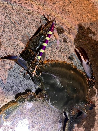 ワタリガニの釣果