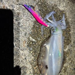 アオリイカ