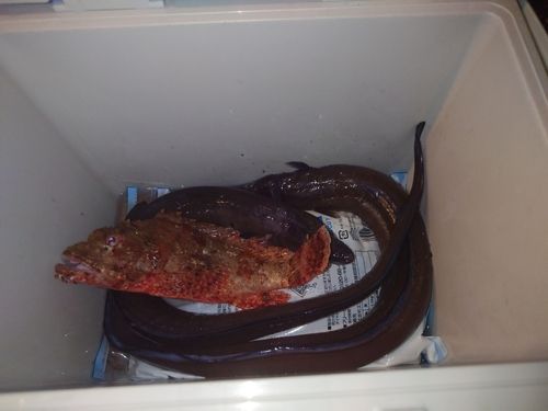 クロアナゴの釣果