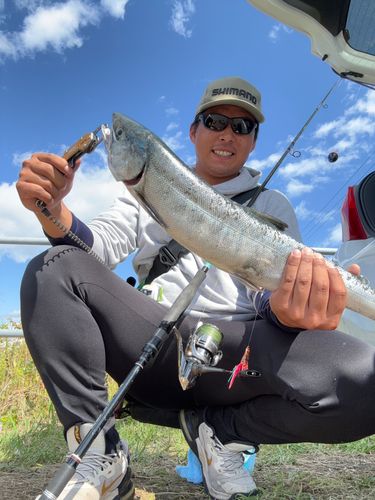 アキアジの釣果