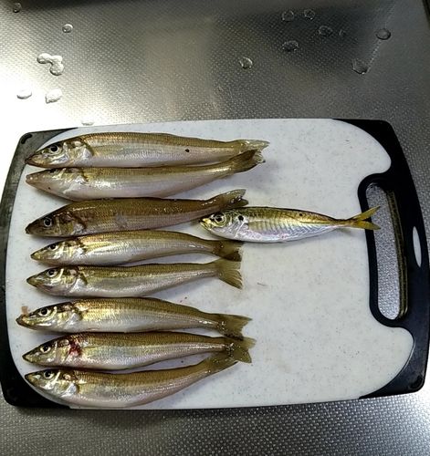 シロギスの釣果