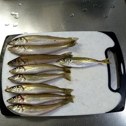 シロギス