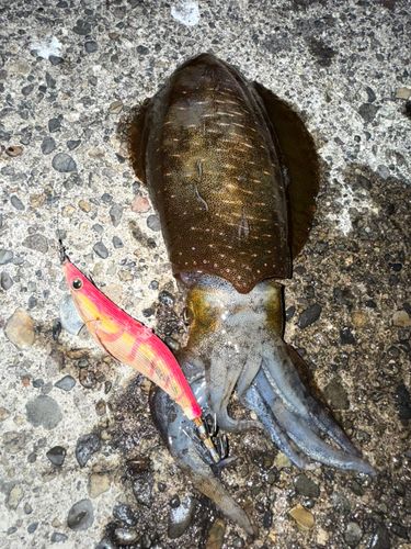 アオリイカの釣果