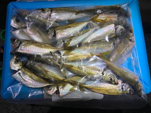 アジの釣果
