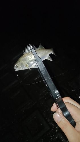 セイゴ（マルスズキ）の釣果
