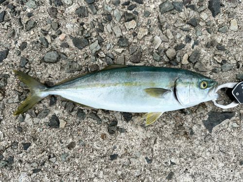 ワカシの釣果