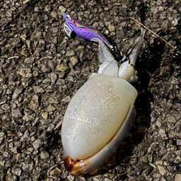 シリヤケイカ