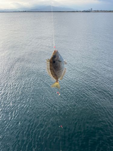 アイゴの釣果