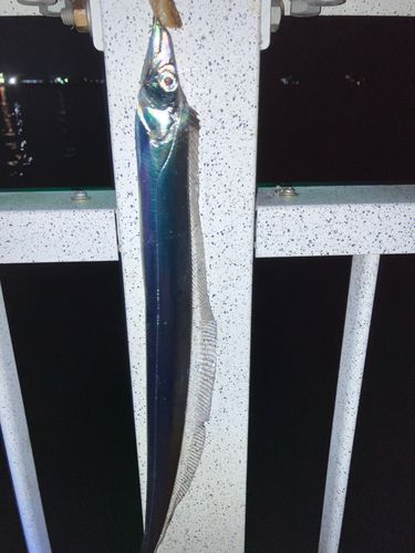 タチウオの釣果
