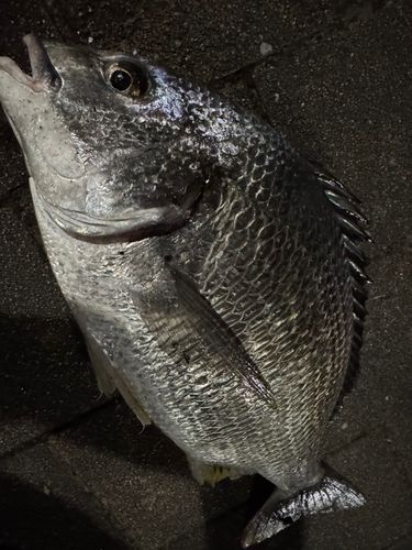 キビレの釣果