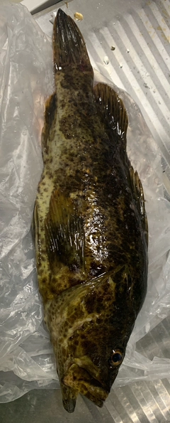 タケノコメバルの釣果