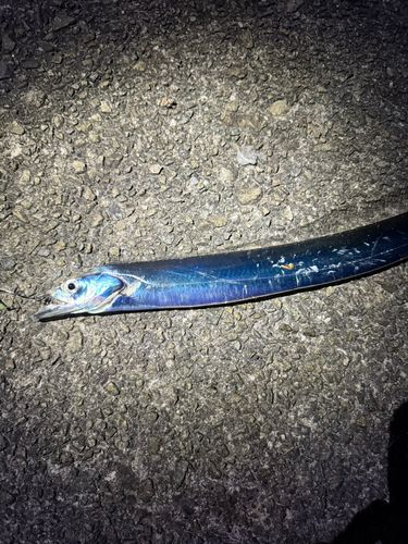 タチウオの釣果