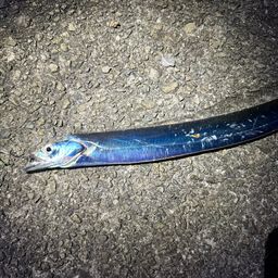 タチウオ