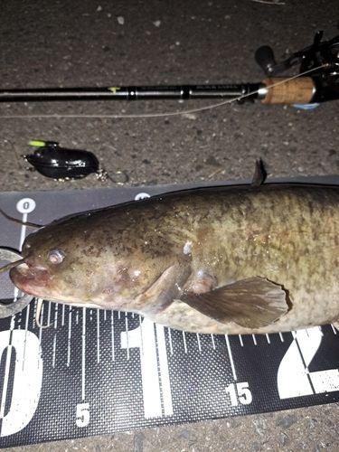 ナマズの釣果