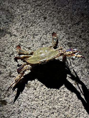 ワタリガニの釣果