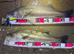 シーバスの釣果