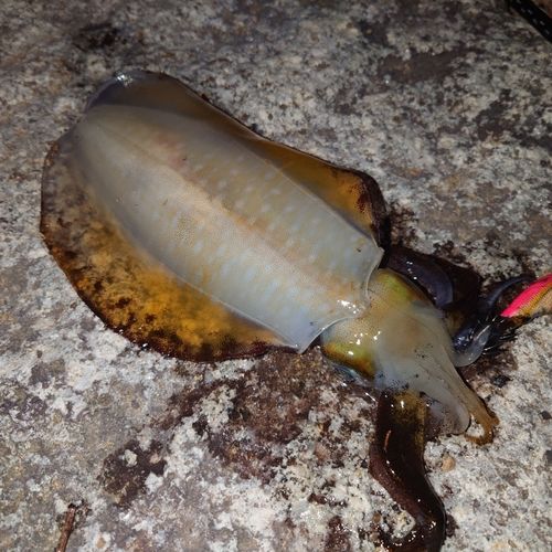 アオリイカの釣果