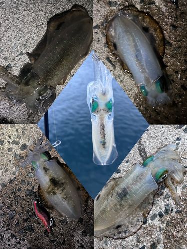アオリイカの釣果