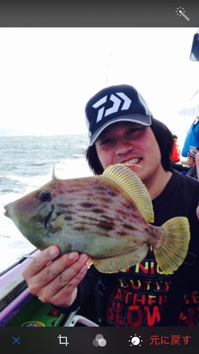 カワハギの釣果