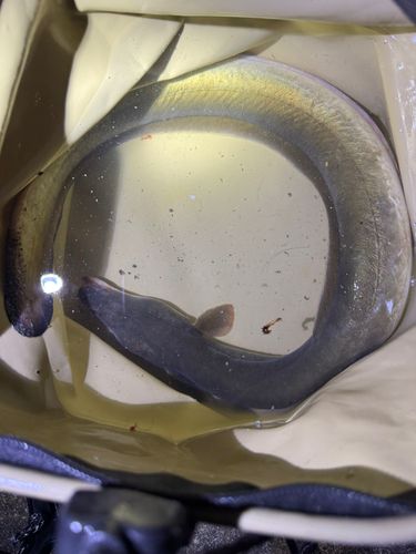 ニホンウナギの釣果
