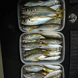 アジ