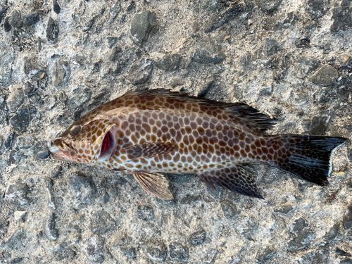 オオモンハタの釣果