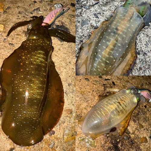 アオリイカの釣果