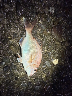 チャリコの釣果