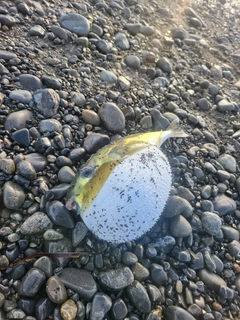 シロサバフグの釣果