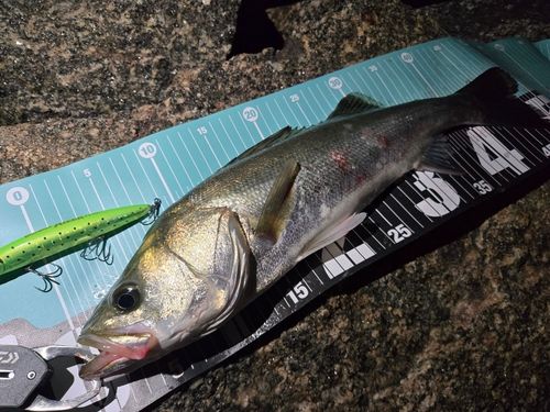 シーバスの釣果