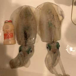 アオリイカ