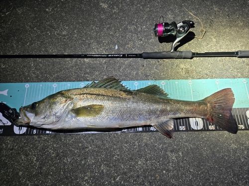 シーバスの釣果