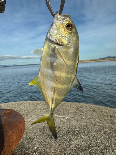 ギンガメアジの釣果