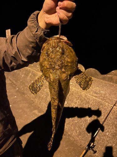 カジカの釣果