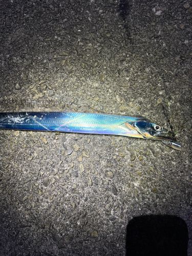 タチウオの釣果